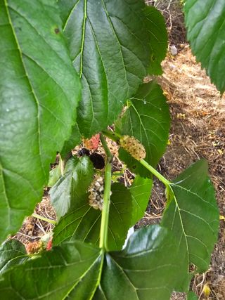 청산거사님의 기타작물 · 병해충상담 작성글 사진