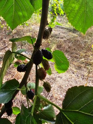 청산거사님의 기타작물 · 병해충상담 작성글 사진