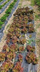 팜모닝 6월 내 작물 자랑하기🌱·참여글 게시글 이미지