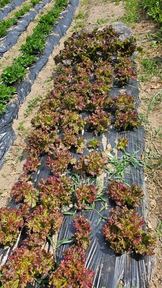 이원복님의 6월 내 작물 자랑하기🌱 · 참여글 작성글 사진