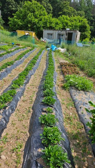 이원복님의 6월 내 작물 자랑하기🌱 · 참여글 작성글 사진