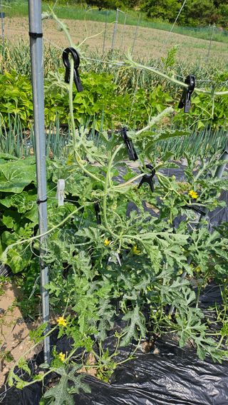 이원복님의 6월 내 작물 자랑하기🌱 · 참여글 작성글 사진