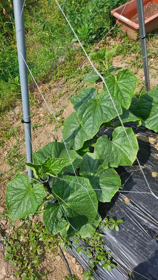 이원복님의 6월 내 작물 자랑하기🌱 · 참여글 작성글 사진