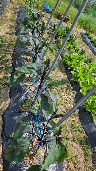 이원복님의 6월 내 작물 자랑하기🌱 · 참여글 작성글 사진