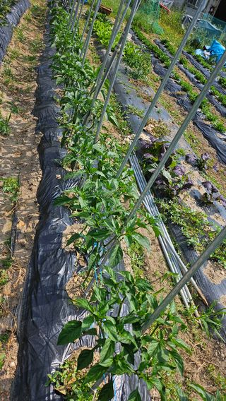 이원복님의 6월 내 작물 자랑하기🌱 · 참여글 작성글 사진