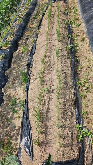 이원복님의 6월 내 작물 자랑하기🌱 · 참여글 작성글 사진