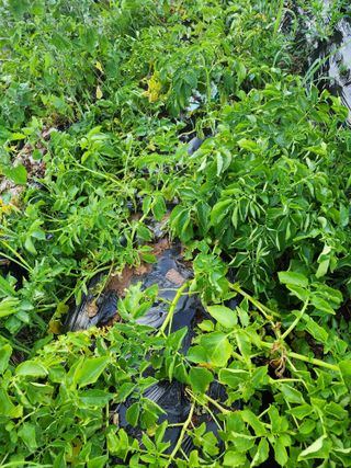 왕초농부님의 자유주제 · 자유게시판 작성글 사진