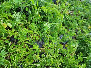 왕초농부님의 자유주제 · 자유게시판 작성글 사진