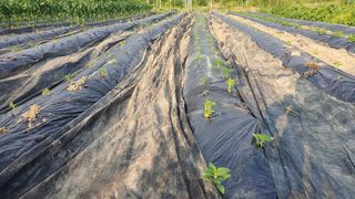이춘기님의 참깨 · 영농일지 작성글 사진