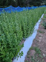 팜모닝 기타작물·영농일지 게시글 이미지