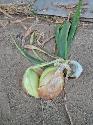 송광만님의 양파 · 자유게시판 작성글 사진