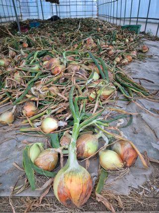 송광만님의 양파 · 자유게시판 작성글 사진