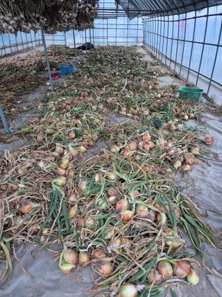 송광만님의 양파 · 자유게시판 작성글 사진