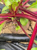 팜모닝 6월 내 작물 자랑하기🌱·참여글 게시글 이미지