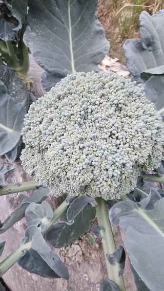 늘푸른농장님의 자유주제 · 자유게시판 작성글 사진