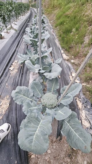 늘푸른농장님의 자유주제 · 자유게시판 작성글 사진