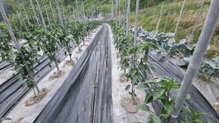 늘푸른농장님의 자유주제 · 자유게시판 작성글 사진