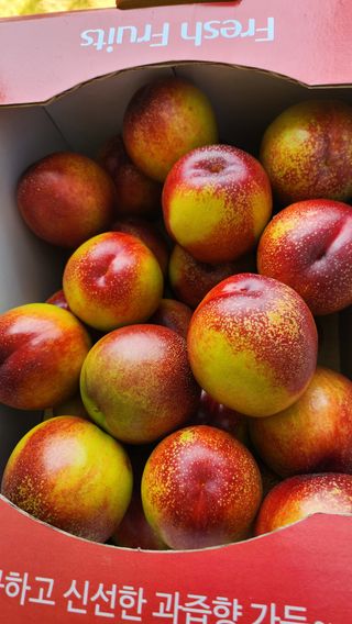 김호영님의 자유주제 · 자유게시판 작성글 사진