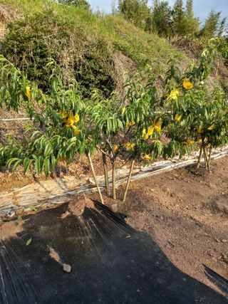 전진욱님의 복숭아 · 영농일지 작성글 사진