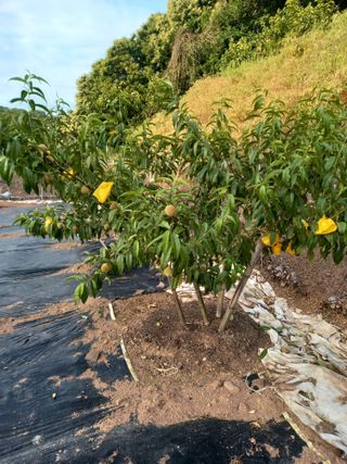 전진욱님의 복숭아 · 영농일지 작성글 사진