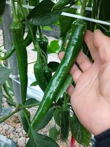 팜모닝 6월 내 작물 자랑하기🌱·참여글 게시글 이미지