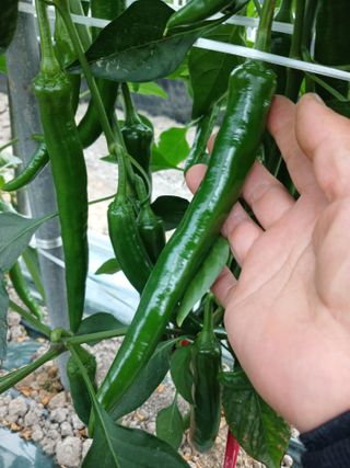 삼부자님의 6월 내 작물 자랑하기🌱 · 참여글 작성글 사진