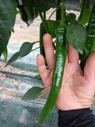 삼부자님의 6월 내 작물 자랑하기🌱 · 참여글 작성글 사진