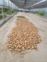 팜모닝 양파·영농일지 게시글 이미지