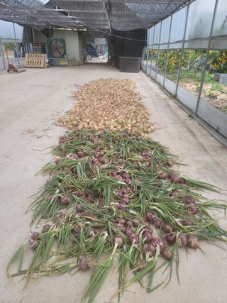 꽁지머리님의 양파 · 영농일지 작성글 사진