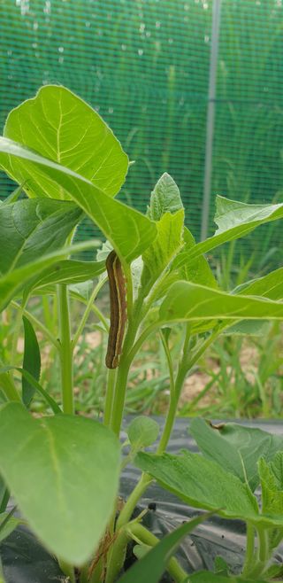 박선화님의 참깨 · 병해충상담 작성글 사진