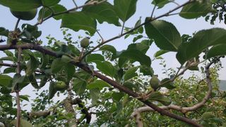 박준영님의 사과 · 영농일지 작성글 사진