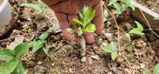 다야님의 감 · 영농일지 작성글 사진