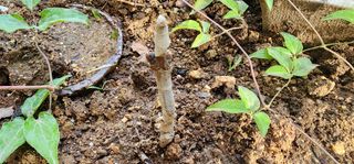 다야님의 감 · 영농일지 작성글 사진