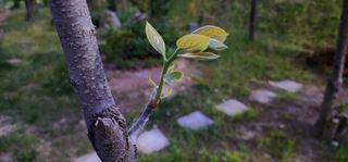 다야님의 감 · 영농일지 작성글 사진