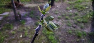 다야님의 감 · 영농일지 작성글 사진