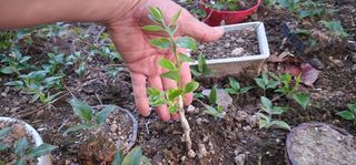 다야님의 감 · 영농일지 작성글 사진