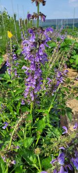 팜모닝 6월 내 작물 자랑하기🌱·참여글 게시글 이미지