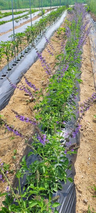 조상연님의 6월 내 작물 자랑하기🌱 · 참여글 작성글 사진