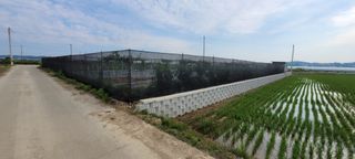 조상연님의 6월 내 작물 자랑하기🌱 · 참여글 작성글 사진