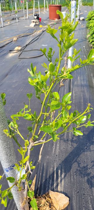 조상연님의 6월 내 작물 자랑하기🌱 · 참여글 작성글 사진