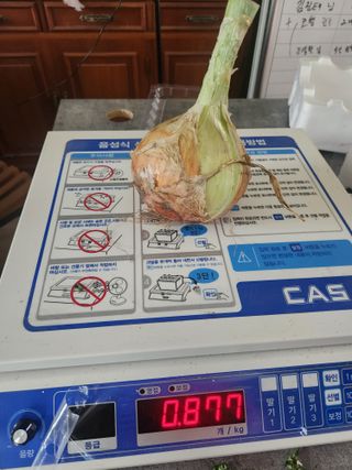 코코딸기정원님의 양파 · 영농일지 작성글 사진