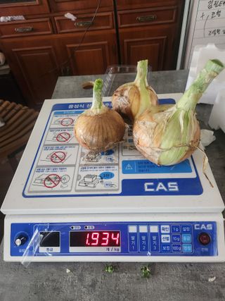 코코딸기정원님의 양파 · 영농일지 작성글 사진