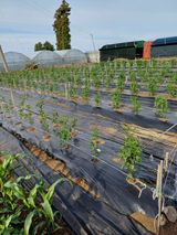 팜모닝 기타작물·영농일지 게시글 이미지