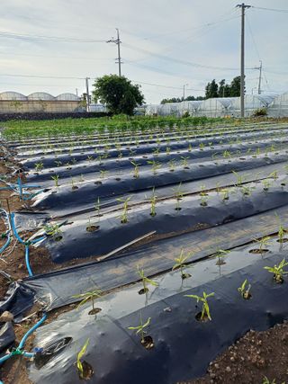 이대옥님의 기타작물 · 영농일지 작성글 사진