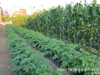 조폭님의 옥수수 · 영농일지 작성글 사진