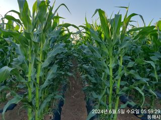 조폭님의 옥수수 · 영농일지 작성글 사진