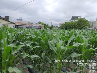 조폭님의 옥수수 · 영농일지 작성글 사진