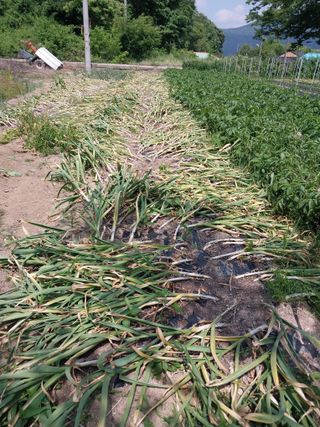 고추1018님의 마늘 · 영농일지 작성글 사진