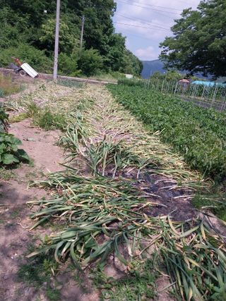 고추1018님의 마늘 · 영농일지 작성글 사진