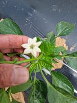 팜모닝 고추·영농일지 게시글 이미지